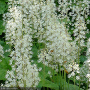 Tiarella, Brandywine #1